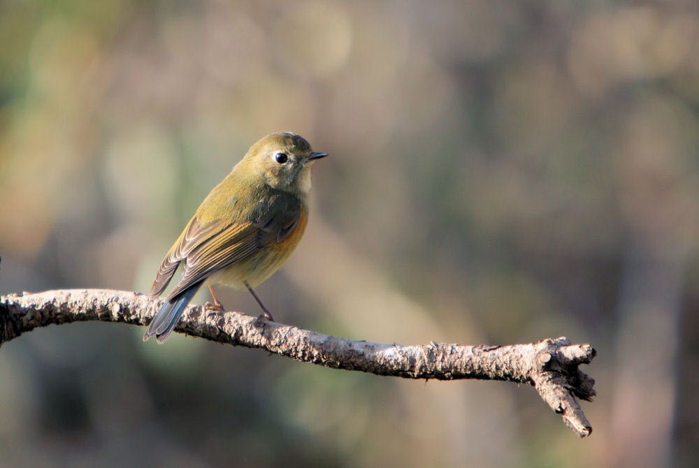 Photo of Red-flanked Bluetail at  by アカウント227