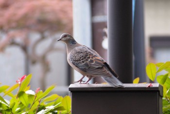 Oriental Turtle Dove Unknown Spots Fri, 5/22/2020