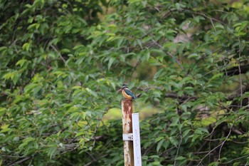 Common Kingfisher 深谷市下台池公園 Sun, 5/24/2020