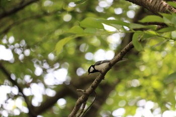 Japanese Tit 深谷市 Sun, 5/24/2020