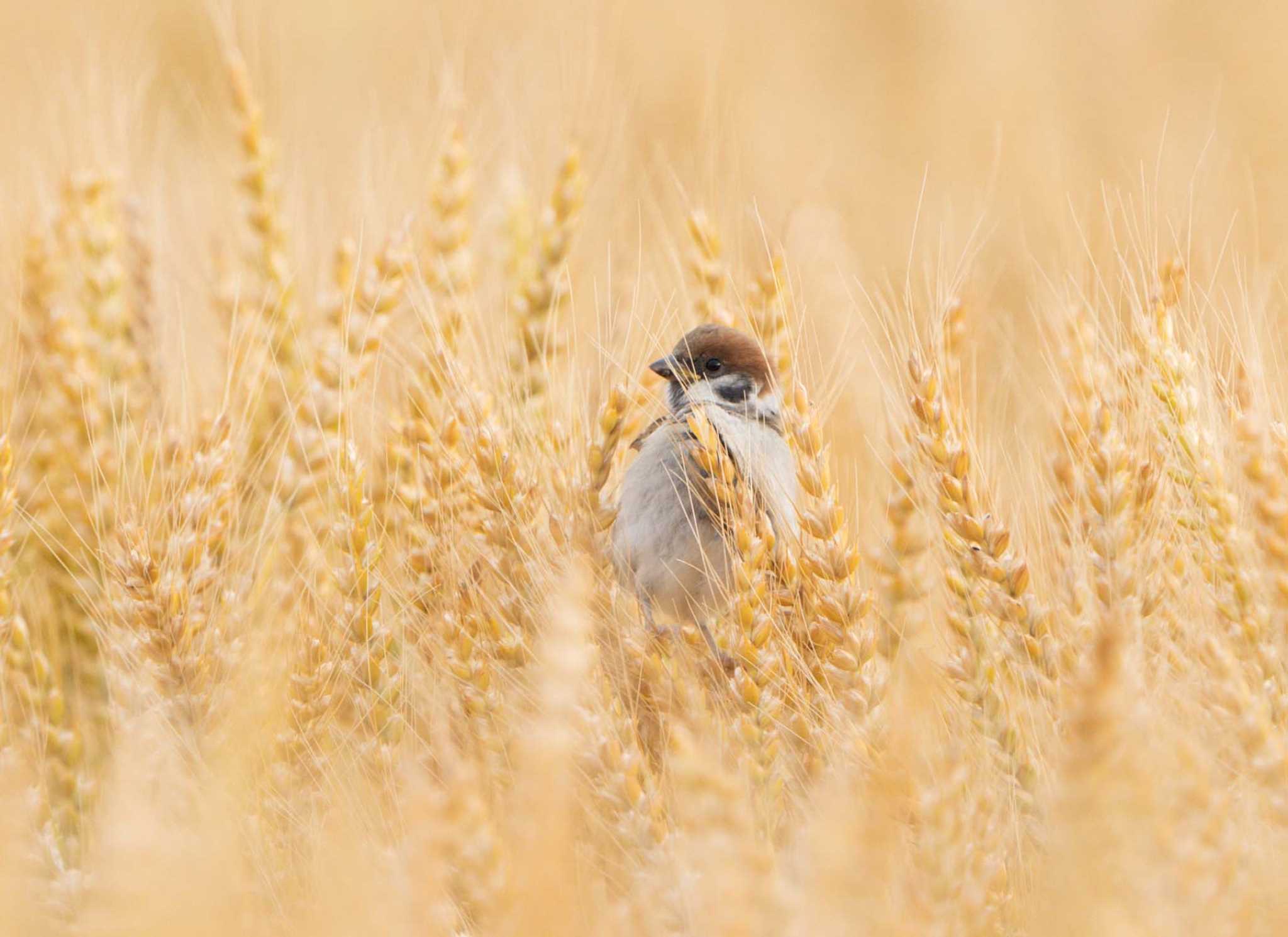 Photo of Eurasian Tree Sparrow at  by 倶利伽羅