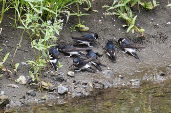 2020年5月24日(日) 野川の野鳥観察記録