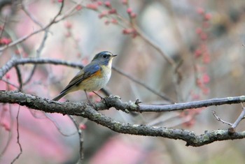 Red-flanked Bluetail Unknown Spots Unknown Date