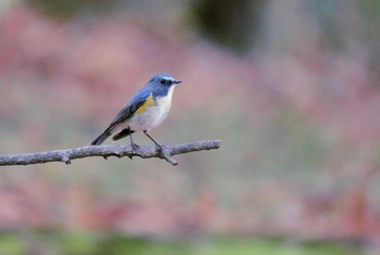 Red-flanked Bluetail Unknown Spots Unknown Date