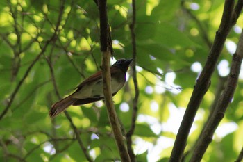 Black Paradise Flycatcher Osaka castle park Sun, 5/24/2020