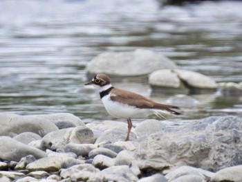 Sun, 5/24/2020 Birding report at 多摩川二ヶ領宿河原堰