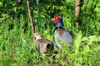 Green Pheasant 新潟市 Sun, 5/24/2020