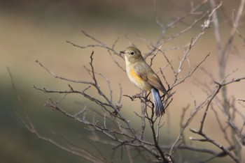 Red-flanked Bluetail Unknown Spots Unknown Date