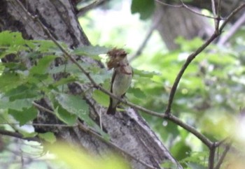 Narcissus Flycatcher 生田緑地 Sun, 5/24/2020