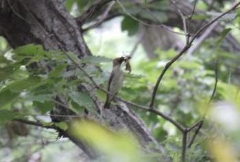 Narcissus Flycatcher 生田緑地 Sun, 5/24/2020