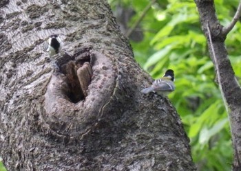 Japanese Tit 生田緑地 Sun, 5/24/2020