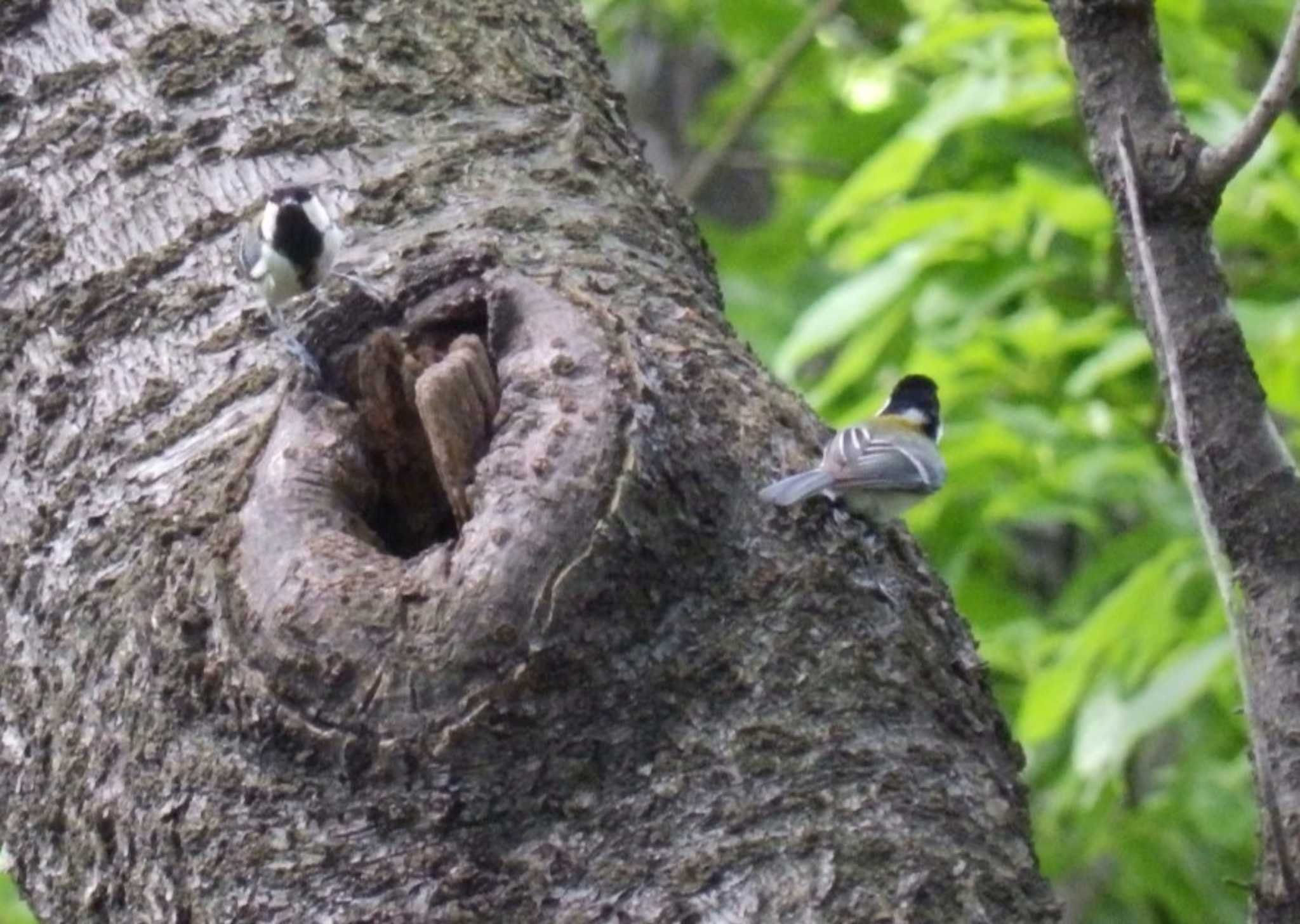 Japanese Tit