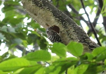 Japanese Pygmy Woodpecker 生田緑地 Sun, 5/24/2020