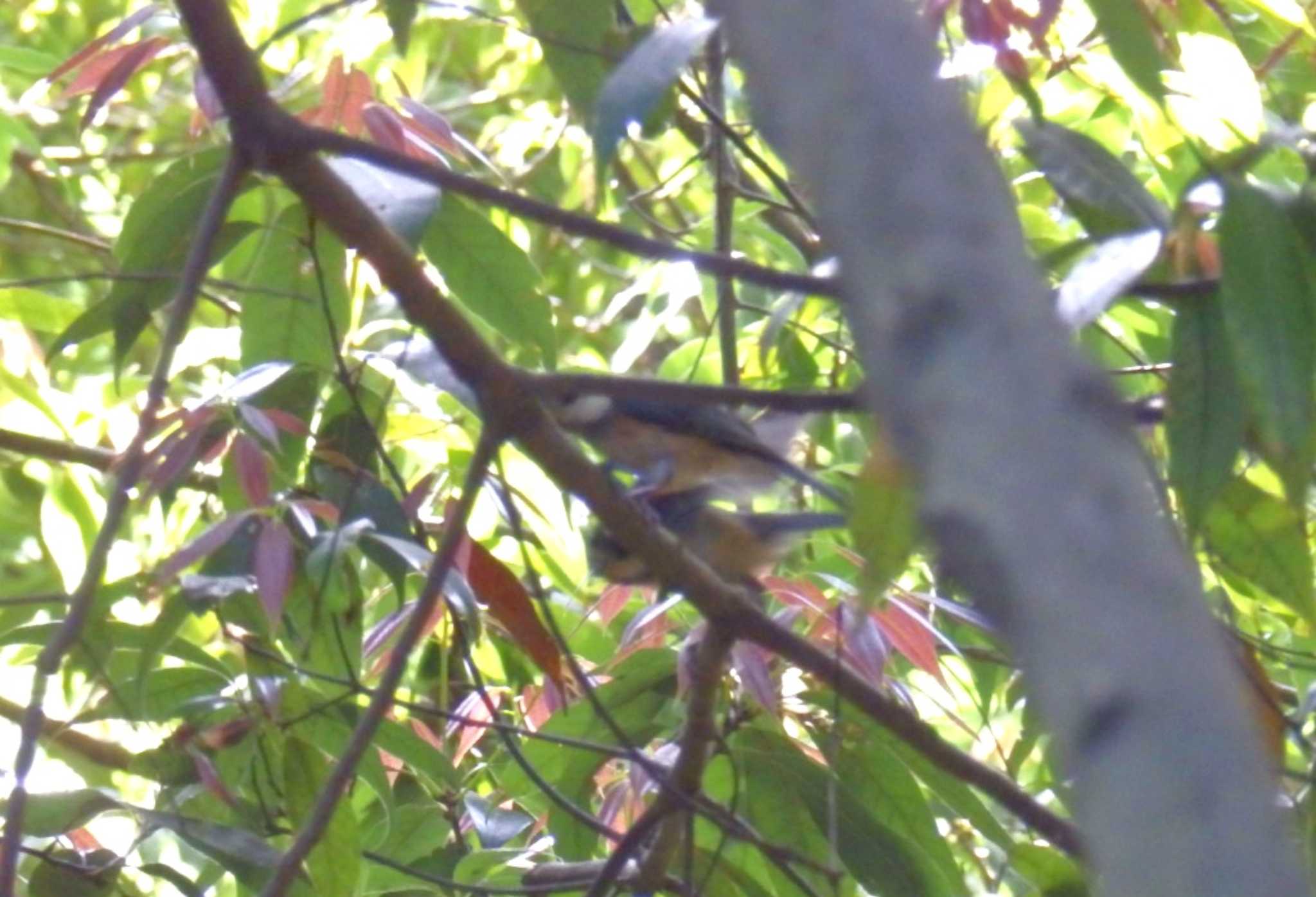 Varied Tit