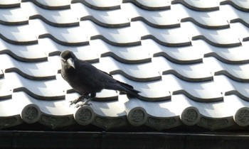 Large-billed Crow 生田緑地 Sun, 5/24/2020