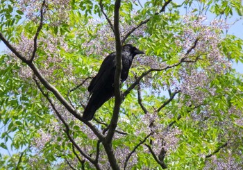 Carrion Crow 生田緑地 Sun, 5/24/2020