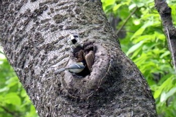 Japanese Tit 生田緑地 Sun, 5/24/2020