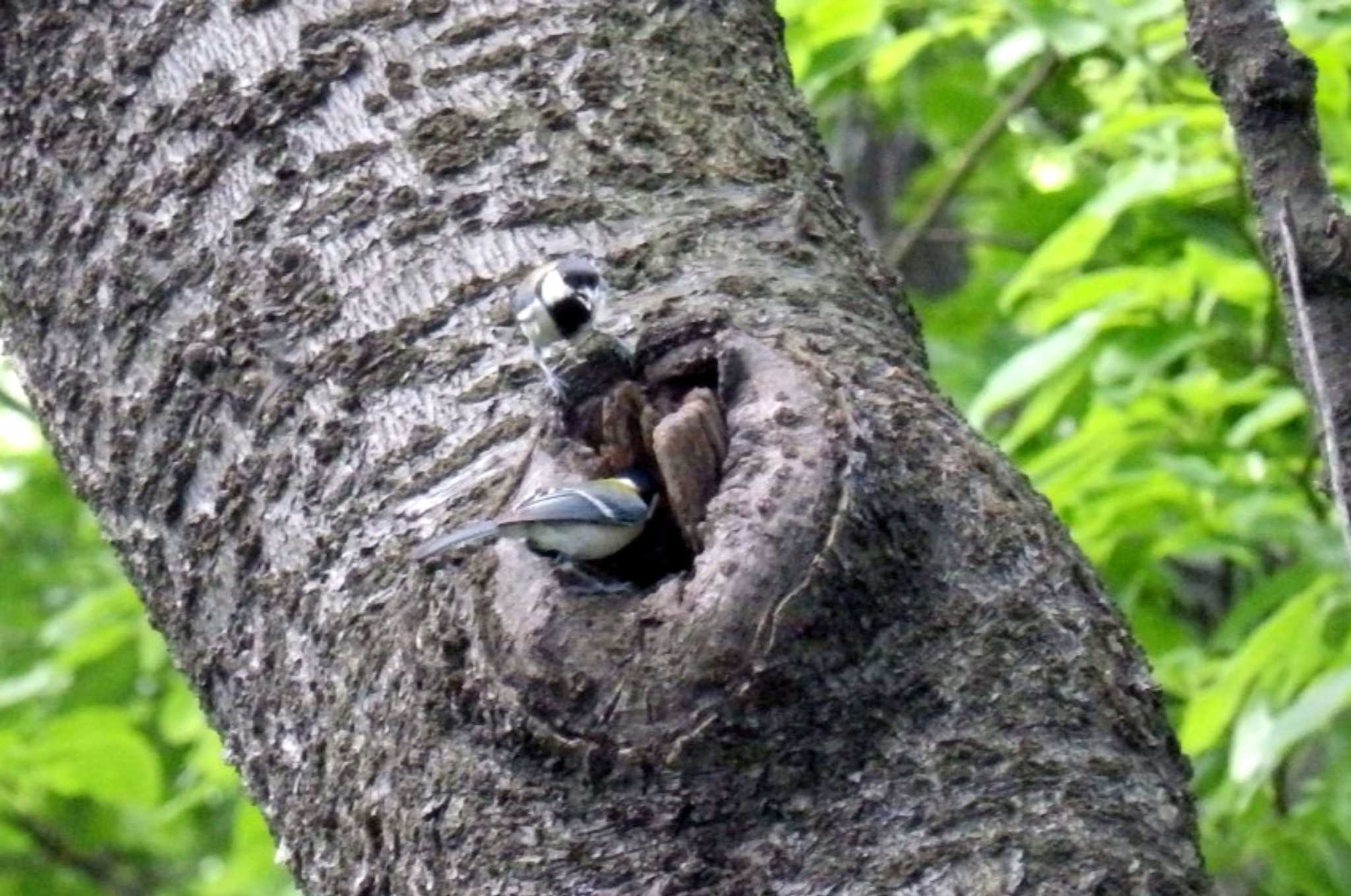 Japanese Tit