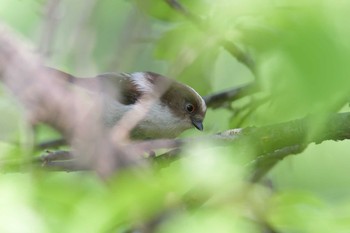 エナガ 滋賀県近江富士花緑公園 2020年5月24日(日)