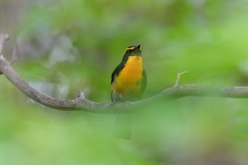 キビタキ 滋賀県希望が丘文化公園 2020年5月24日(日)