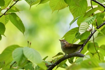 Sakhalin Leaf Warbler 札幌市 Sun, 5/24/2020