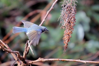 Red-flanked Bluetail Unknown Spots Unknown Date