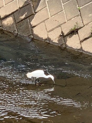 シロサギ 早渕川 Tue, 4/28/2020