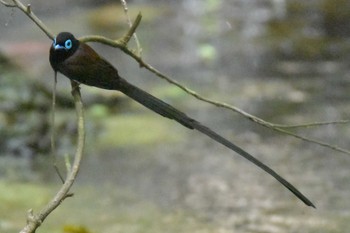 サンコウチョウ 再度山 2020年5月24日(日)