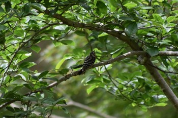 Sun, 5/24/2020 Birding report at Kobe Forest Botanic Garden