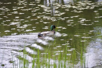 マガモ 百合が原公園 2020年5月24日(日)