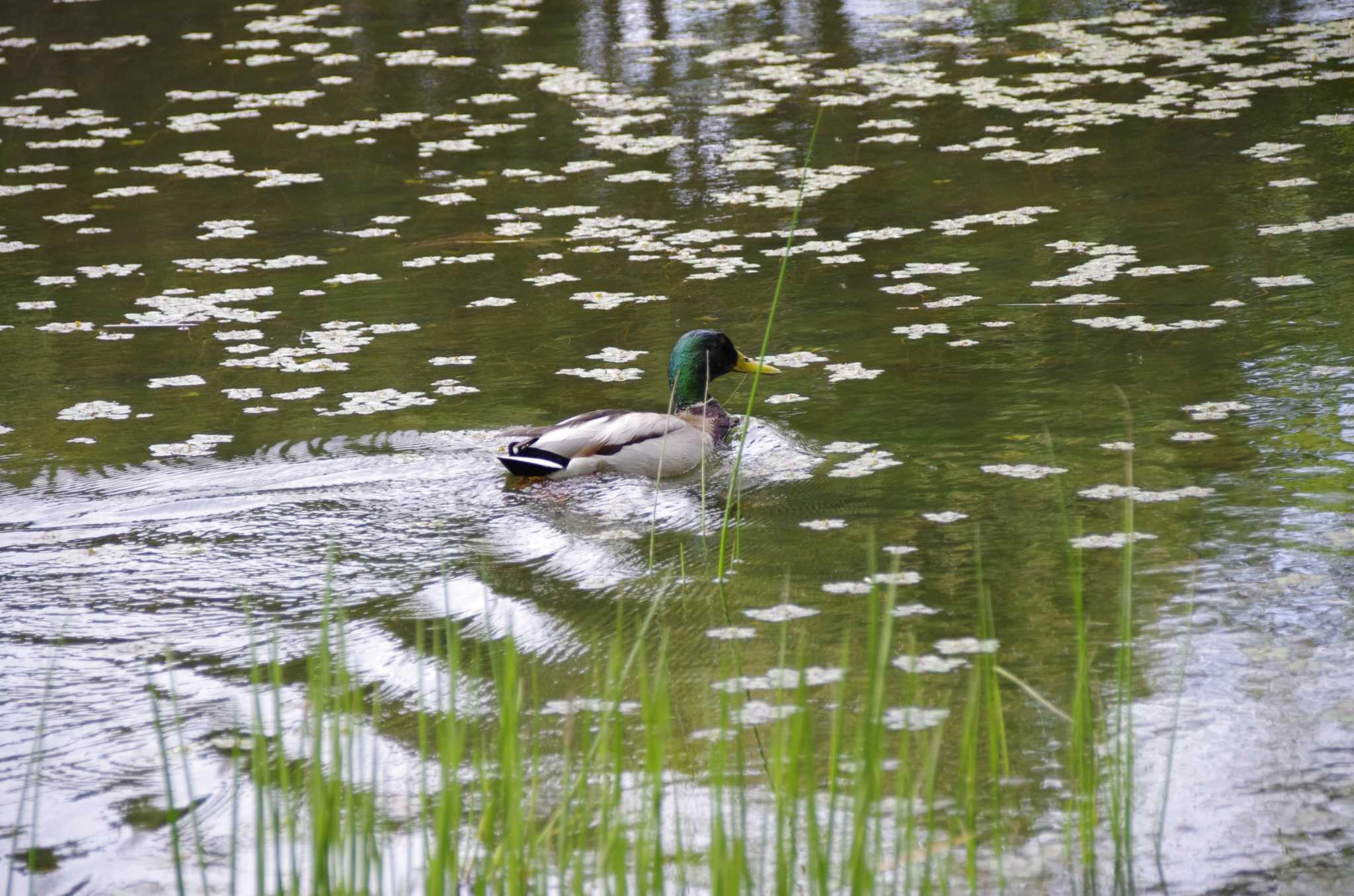 百合が原公園 マガモの写真 by oyajii