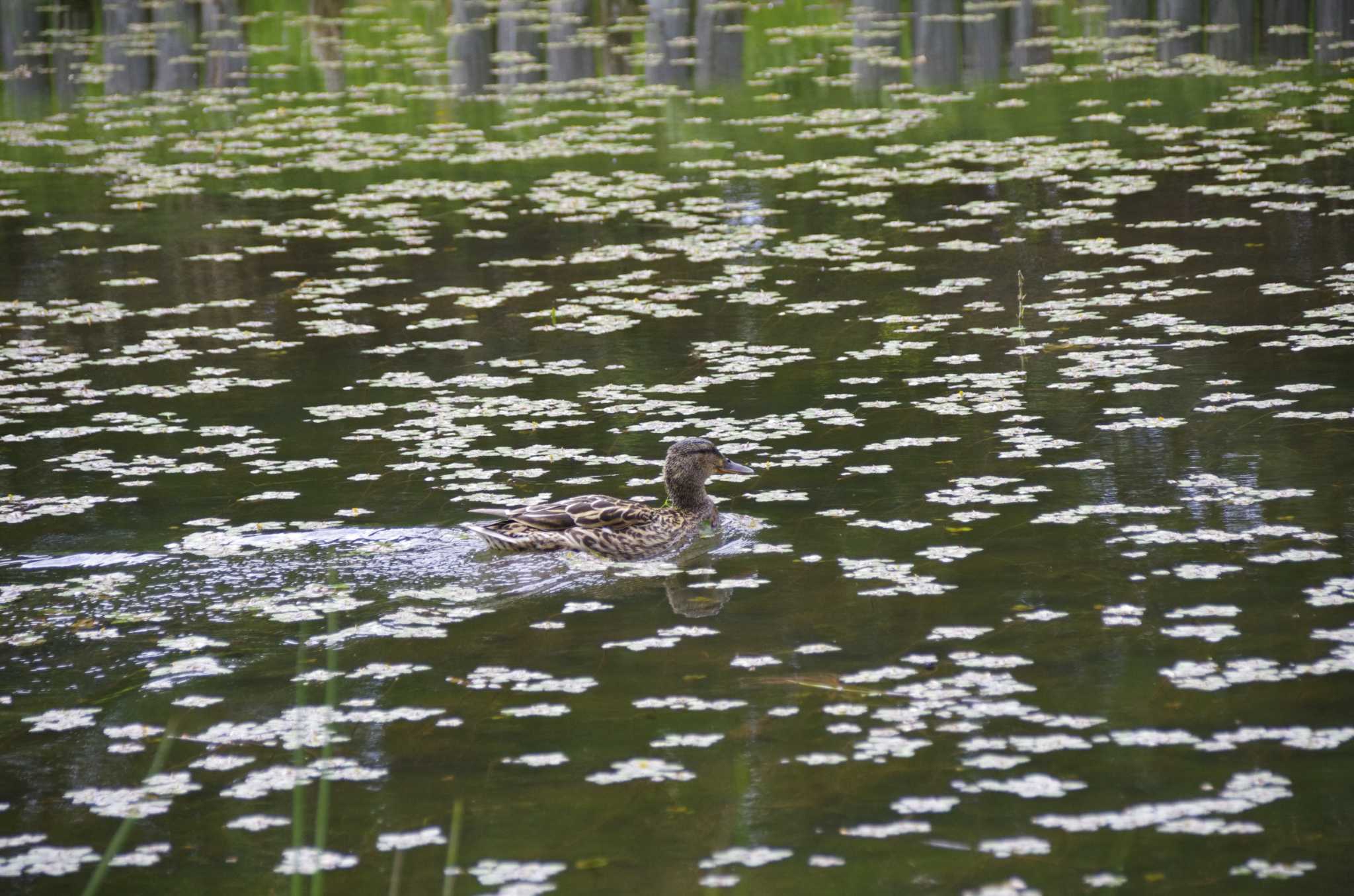 百合が原公園 マガモの写真 by oyajii