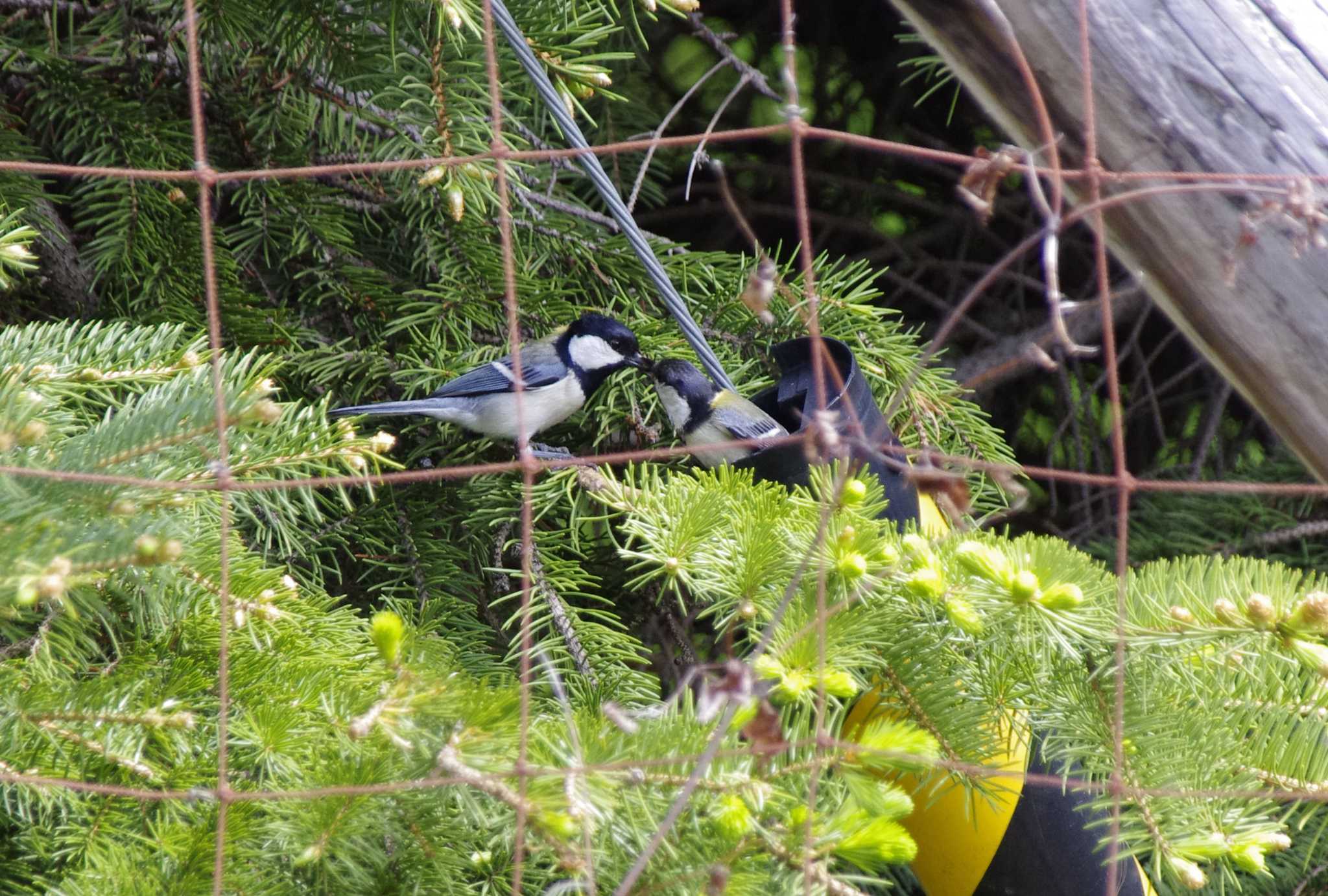 シジュウカラ