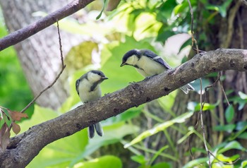 シジュウカラ 砧公園 2020年5月24日(日)