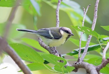 シジュウカラ 砧公園 2020年5月24日(日)