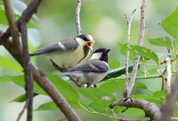 シジュウカラ 砧公園 2020年5月24日(日)