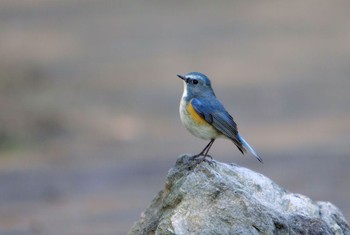 Red-flanked Bluetail Unknown Spots Unknown Date