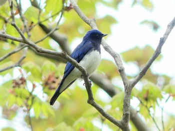 Sun, 5/24/2020 Birding report at 支笏湖野鳥の森