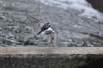 Crested Kingfisher Unknown Spots Sun, 5/24/2020