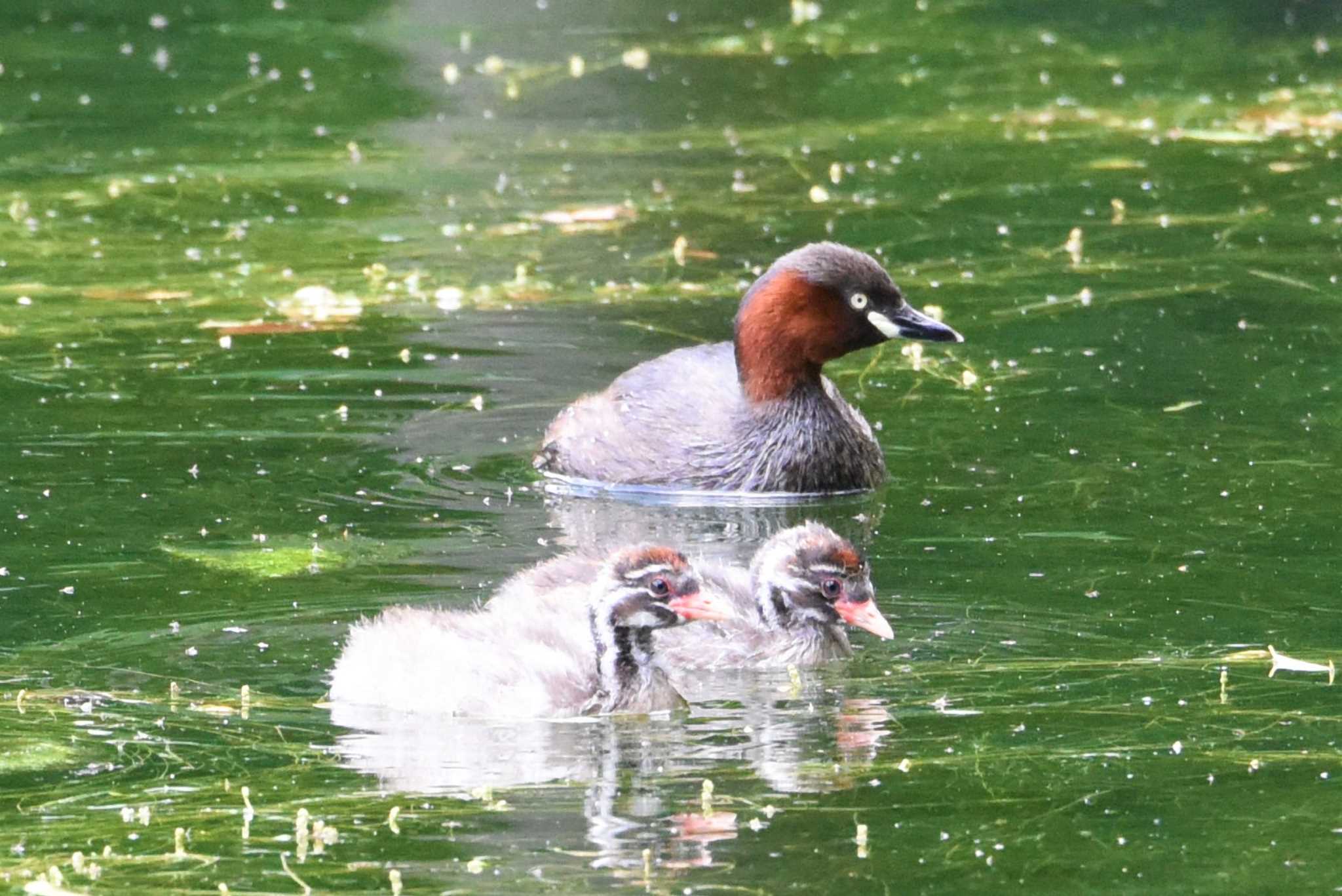 井の頭公園 カイツブリの写真 by もちもちもっち～@ニッポン城めぐり中