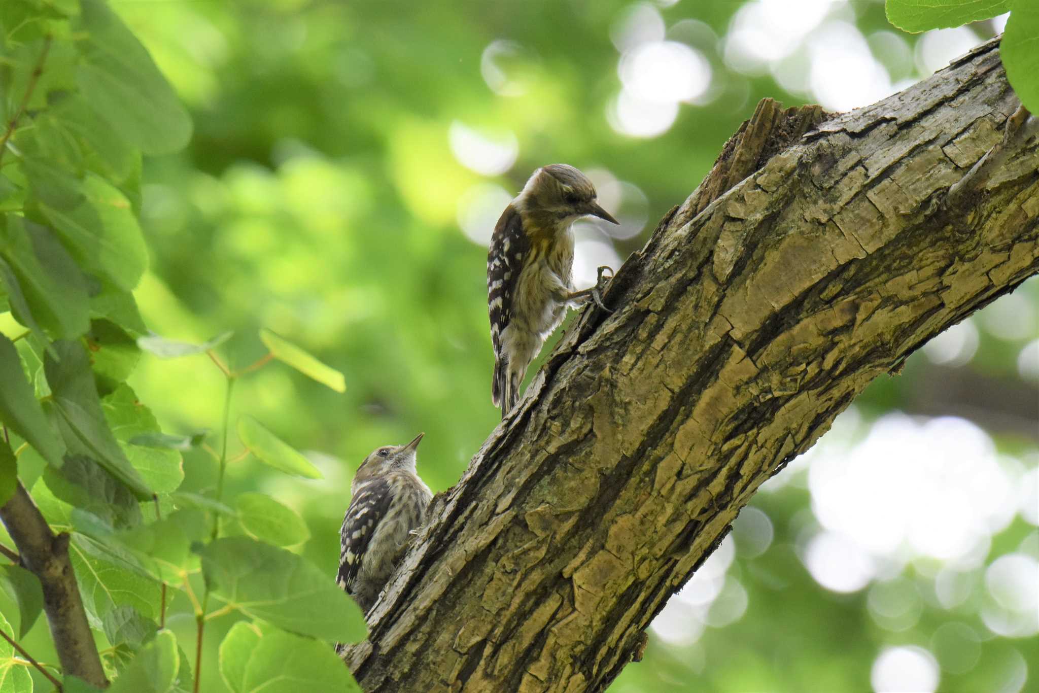 井の頭公園 コゲラの写真 by もちもちもっち～@ニッポン城めぐり中