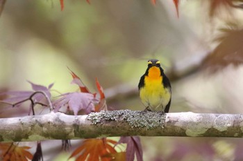 キビタキ 北海道　北斗市　八郎沼 2020年5月24日(日)