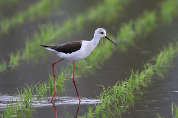 セイタカシギ 北海道　七飯町　大沼 2020年5月24日(日)