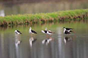 セイタカシギ 北海道　七飯町　大沼 2020年5月24日(日)