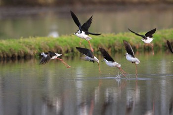 セイタカシギ 北海道　七飯町　大沼 2020年5月24日(日)