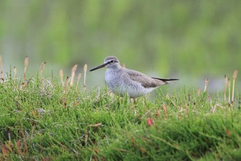 キアシシギ 北海道　七飯町　大沼 2020年5月24日(日)