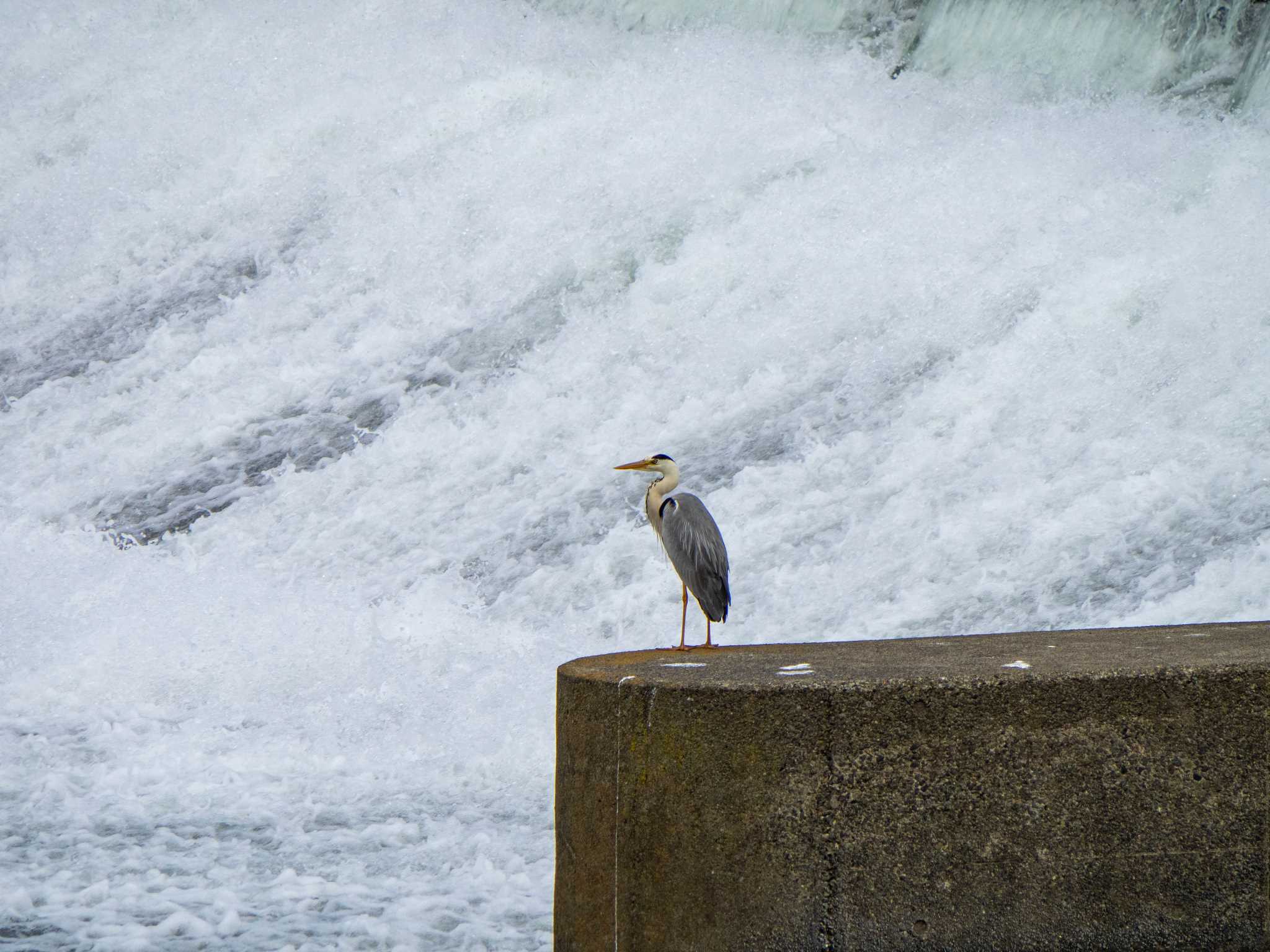 相模川 アオサギの写真 by Tosh@Bird