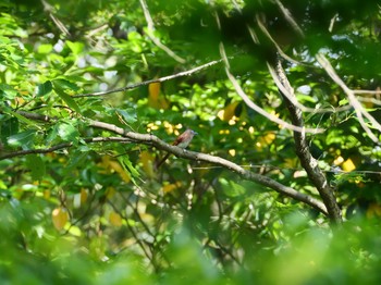 サンコウチョウ 兵庫県明石市 2020年5月24日(日)