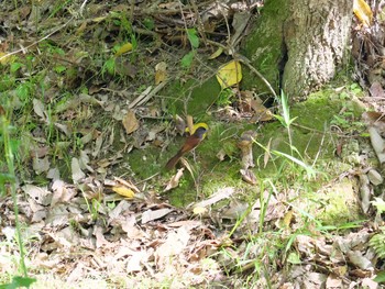 サンコウチョウ 兵庫県明石市 2020年5月24日(日)