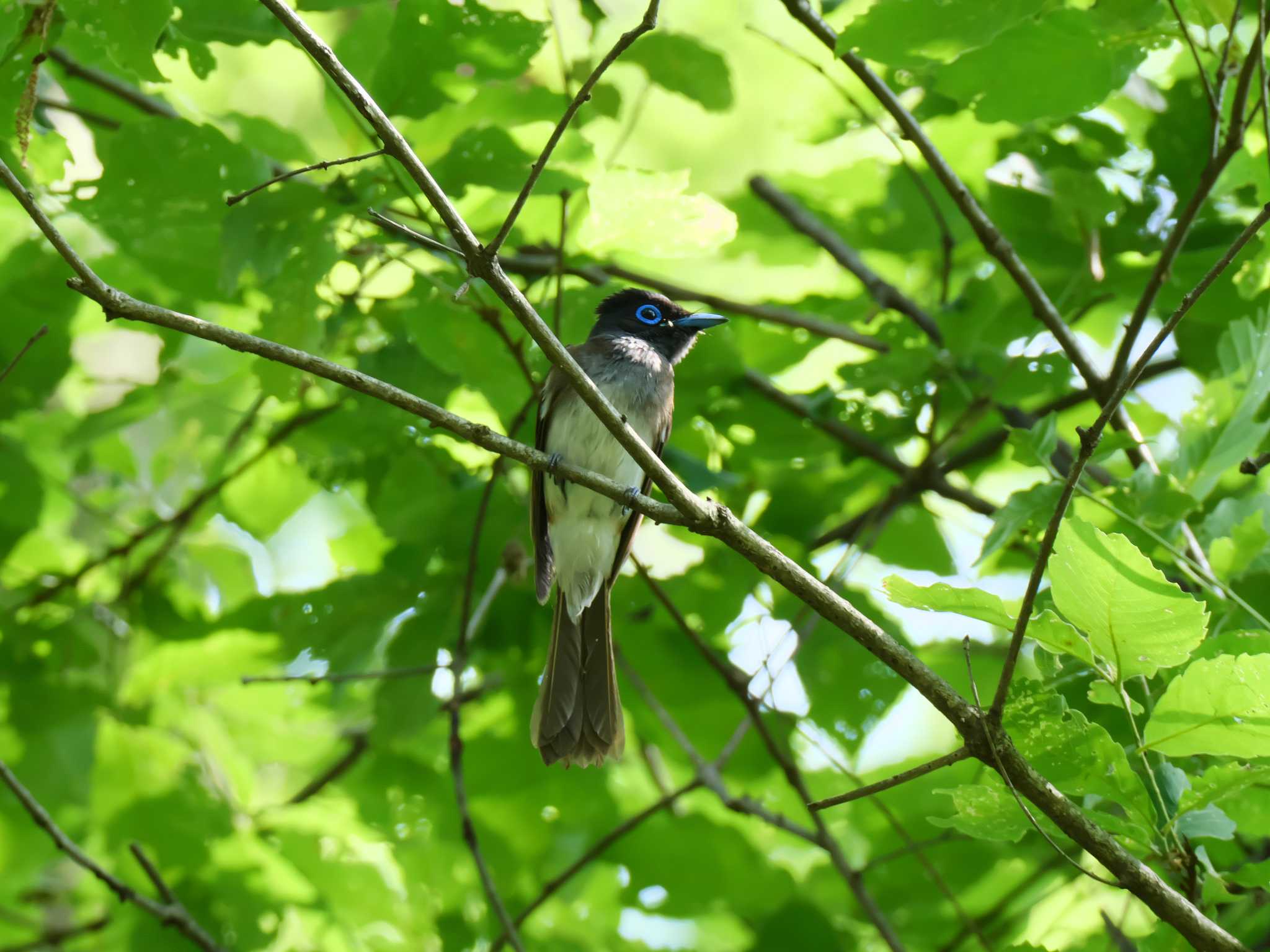 兵庫県明石市 サンコウチョウの写真 by 禽好き